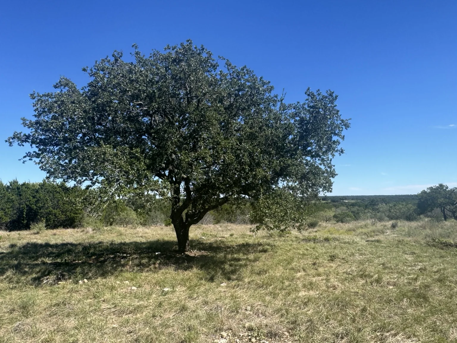 Sawmill Ridge Lot 1 — Mature Oak & Open Meadow