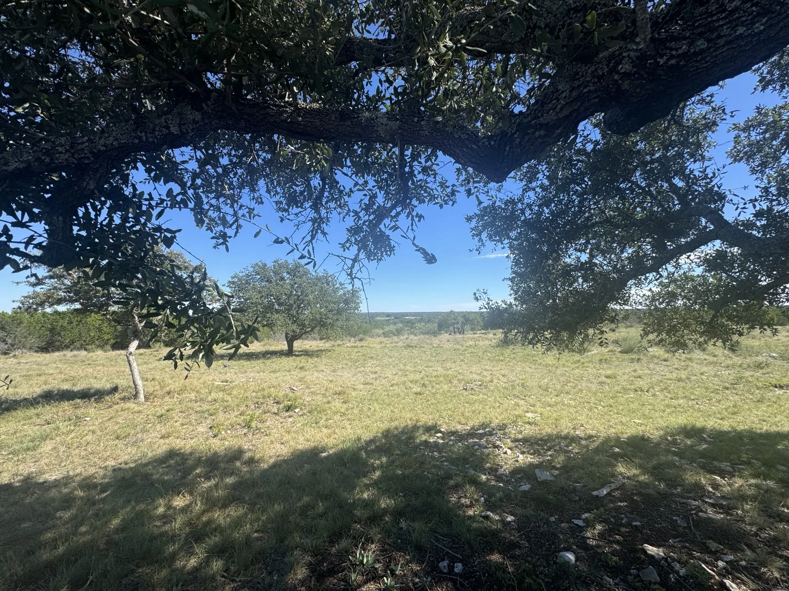 Hill Country meadow beneath oak canopy on Sawmill Ridge Lot 1